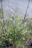 genus Stipa