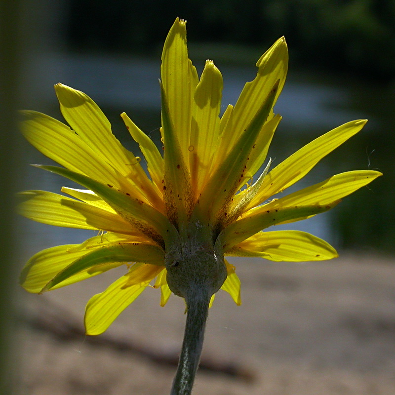 Image of Tragopogon orientalis specimen.