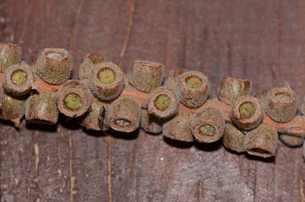 Image of Callistemon phoeniceus specimen.