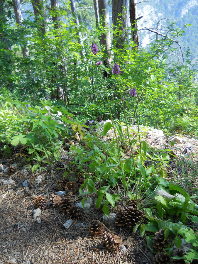 Изображение особи Betonica officinalis.