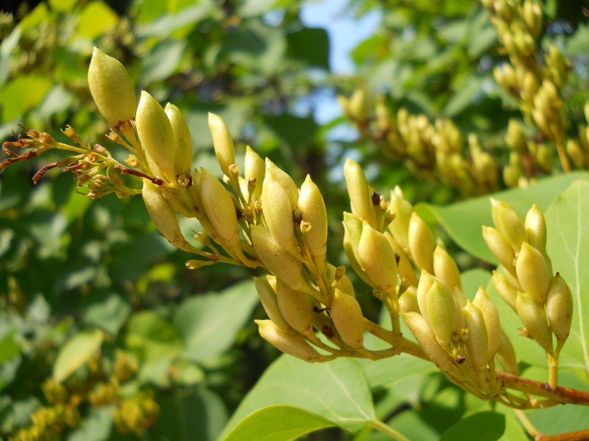 Image of Syringa vulgaris specimen.