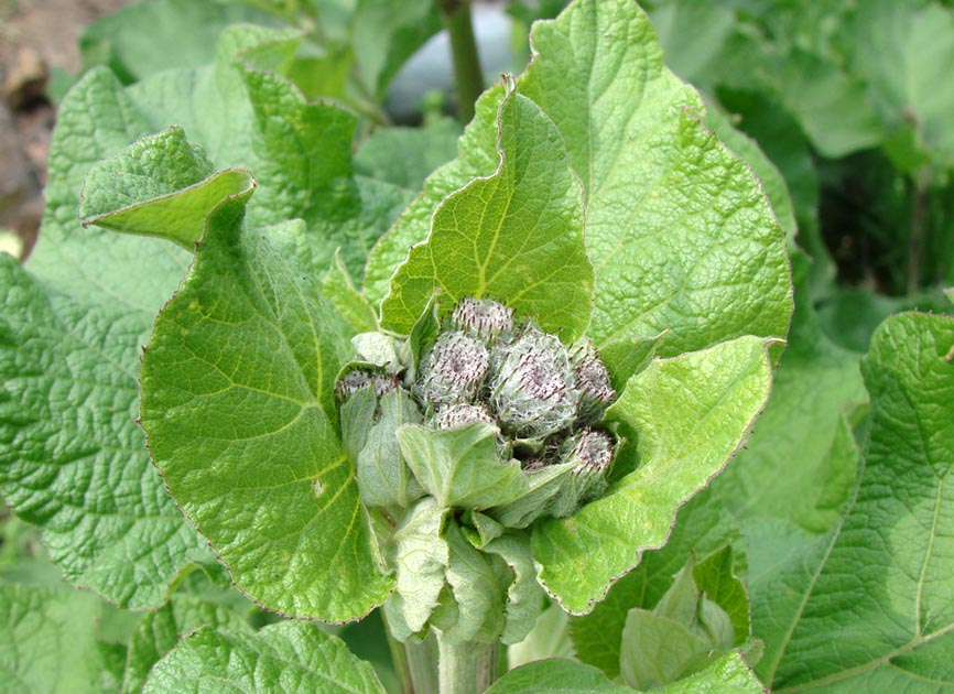 Image of Arctium tomentosum specimen.