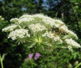 Laserpitium hispidum