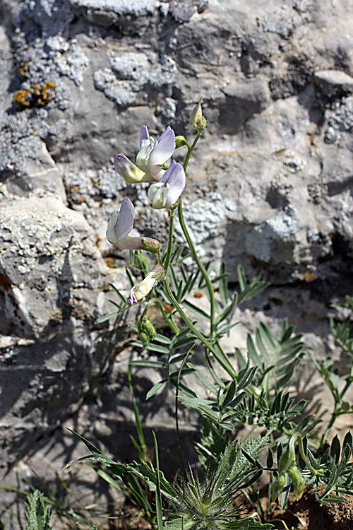 Image of Vicia subvillosa specimen.