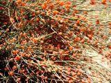 Ephedra procera. Побеги с мегастробилами. Копетдаг, Чули. Июнь 2012 г.