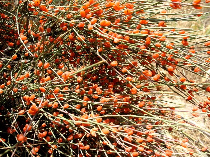 Image of Ephedra procera specimen.