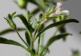 Chaenorhinum minus. Верхушка побега с цветком и бутонами. Германия, г. Кемпен, у дороги. 24.07.2012.