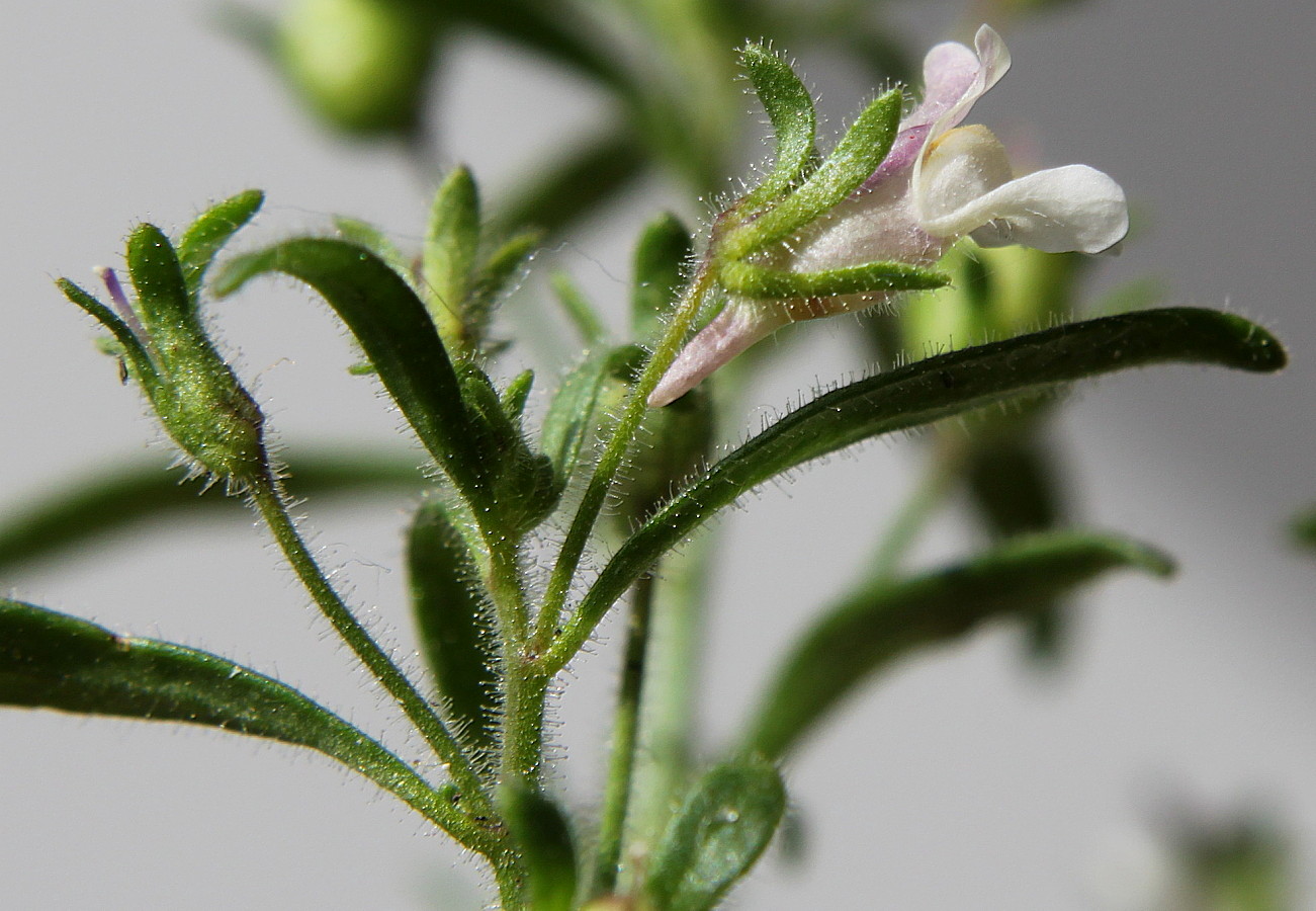 Image of Chaenorhinum minus specimen.