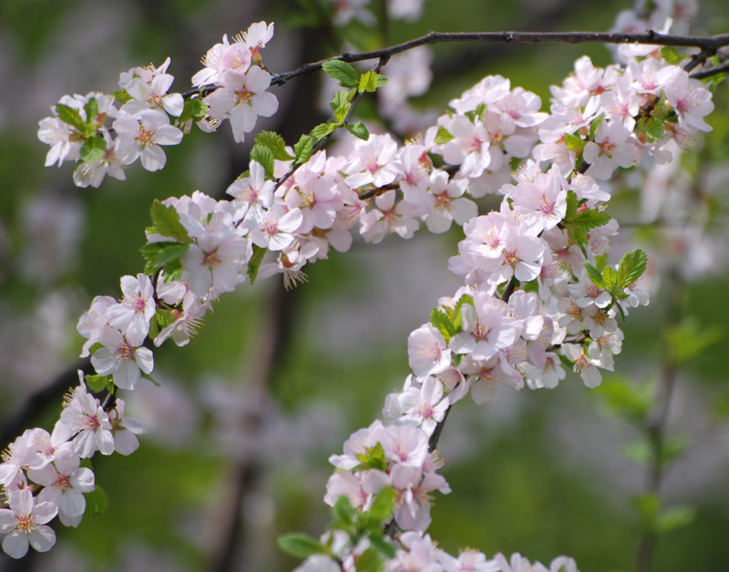 Изображение особи Cerasus tomentosa.