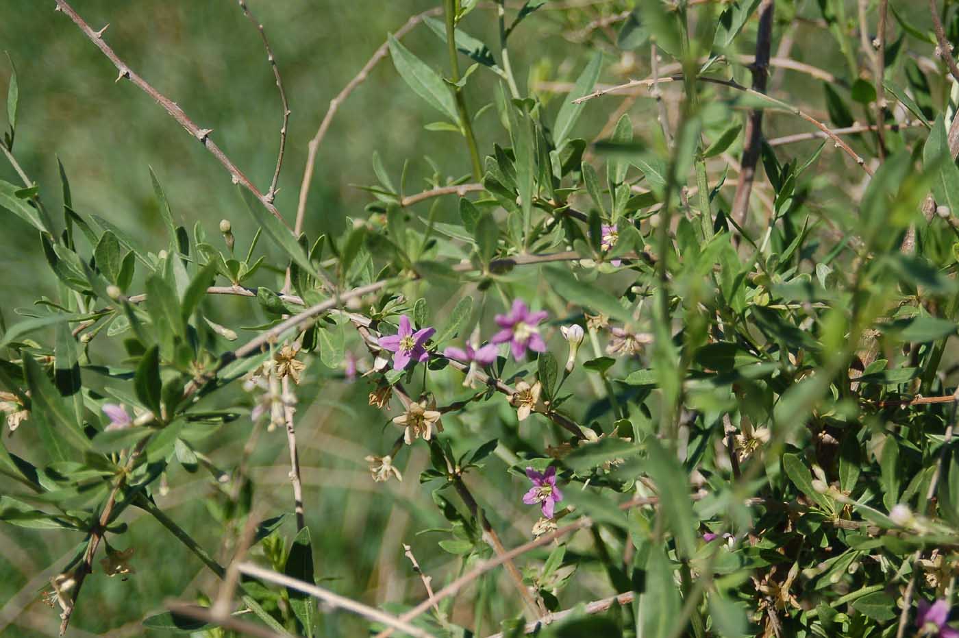 Image of Lycium barbarum specimen.