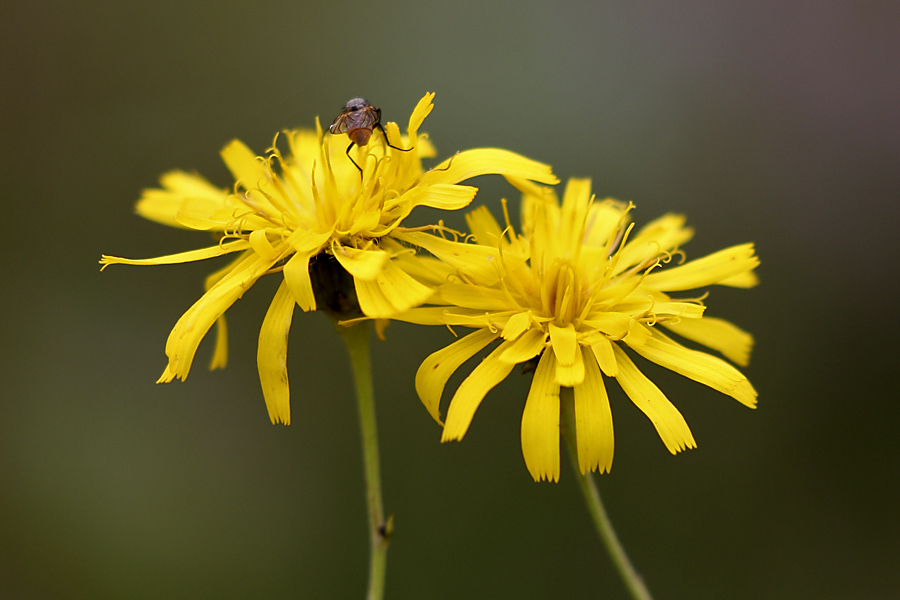 Изображение особи род Hieracium.