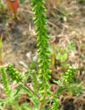 Ambrosia artemisiifolia. Соплодия. Венгрия, Шомодь, территория автозаправки у г. Летенье. 02.09.2012.