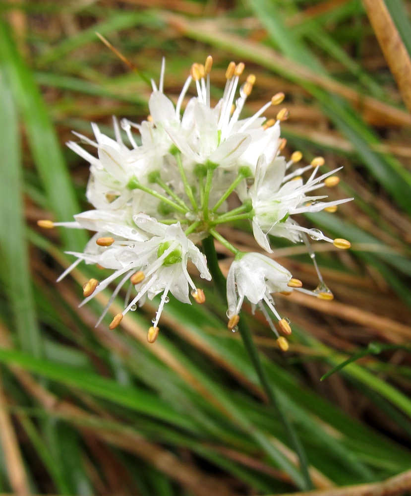 Изображение особи Allium ericetorum.