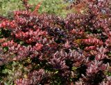 Berberis thunbergii. Побеги. Германия, г. Кемпен, в культуре. 19.10.2012.
