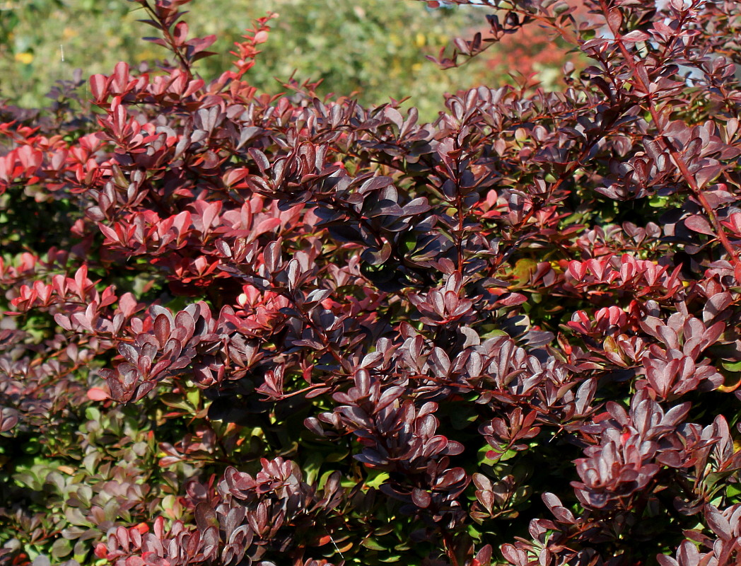 Изображение особи Berberis thunbergii.