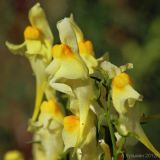 Linaria vulgaris