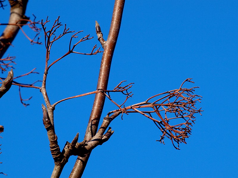Image of Sorbus aucuparia specimen.