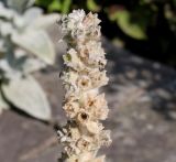 Stachys byzantina. Верхушка соплодия. Германия, г. Krefeld, ботанический сад. 16.09.2012.