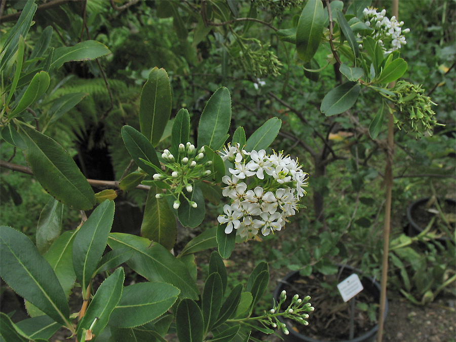 Изображение особи Escallonia bifida.