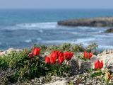 Tulipa agenensis