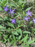 Vinca herbacea. Цветущее растение. Украина, г. Запорожье, о-в Хортица. 02.05.2011.