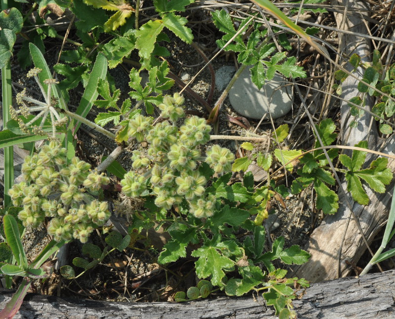 Image of Glehnia litoralis specimen.