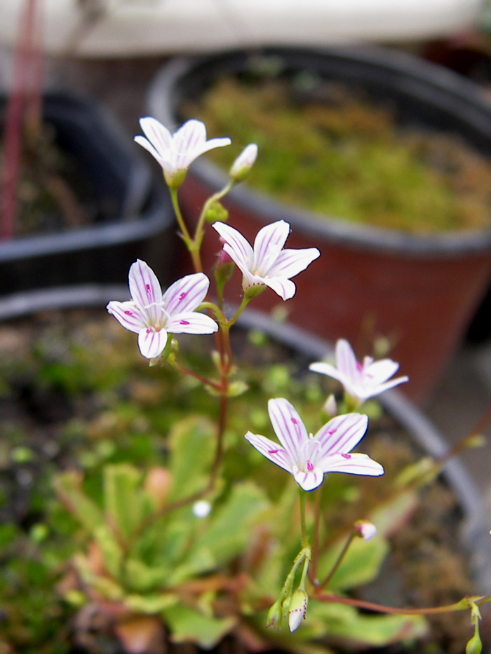 Изображение особи Lewisia cantelovii.