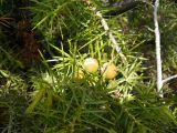 Juniperus deltoides. Ветви с незрелыми шишкоягодами. Крым, Ялта, окр. водопада Учан-Су. 16.05.2009.