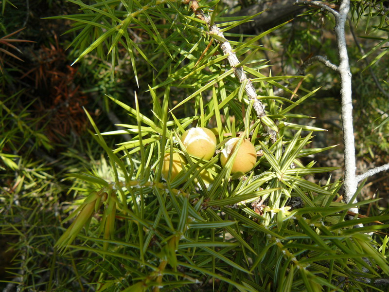 Изображение особи Juniperus deltoides.