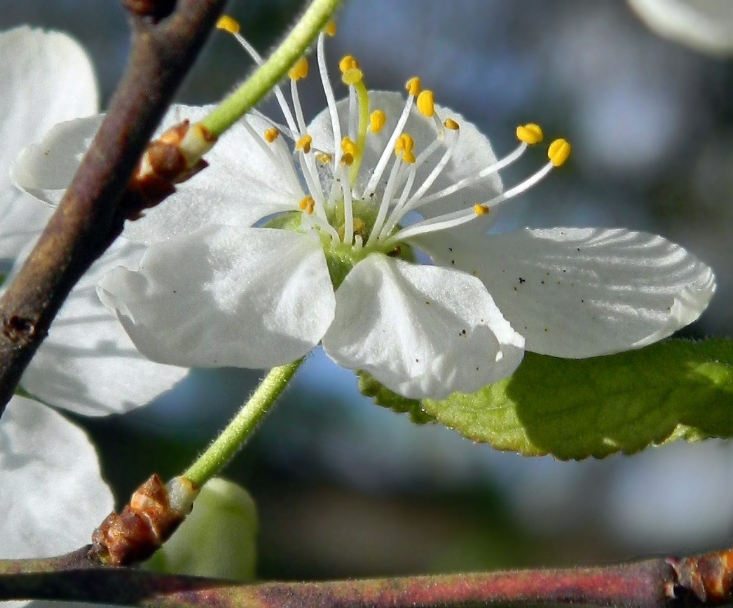 Изображение особи род Prunus.