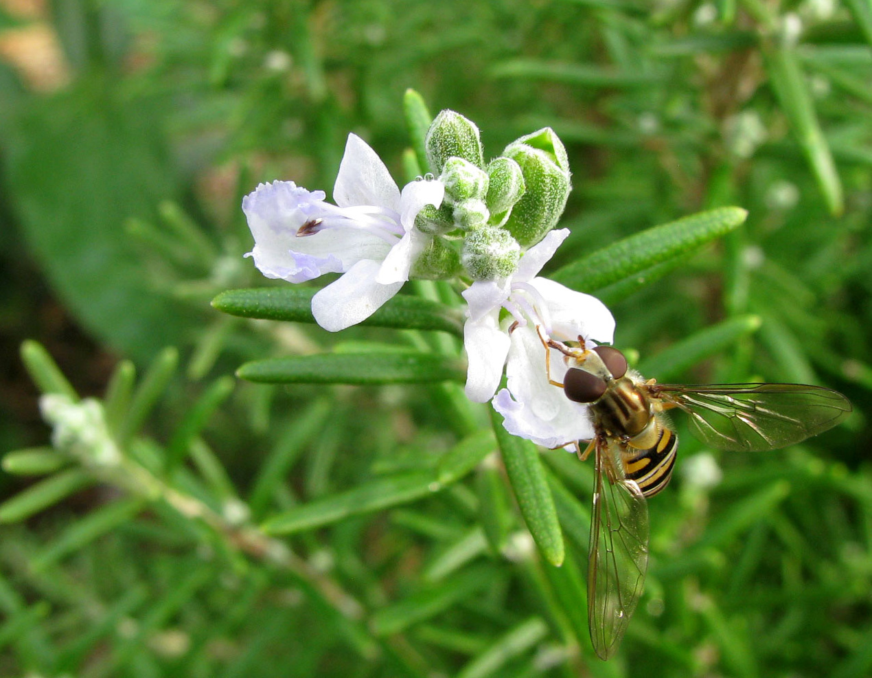 Изображение особи Rosmarinus officinalis.