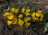 Crocus chrysanthus