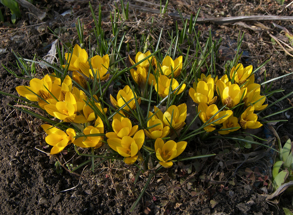 Image of Crocus chrysanthus specimen.