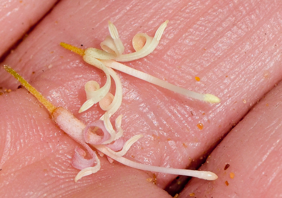 Image of Macadamia tetraphylla specimen.