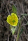 Helianthemum salicifolium. Цветок. Крым, Карадагский заповедник, степной склон. 17 апреля 2013 г.