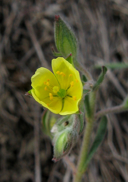 Image of Helianthemum salicifolium specimen.