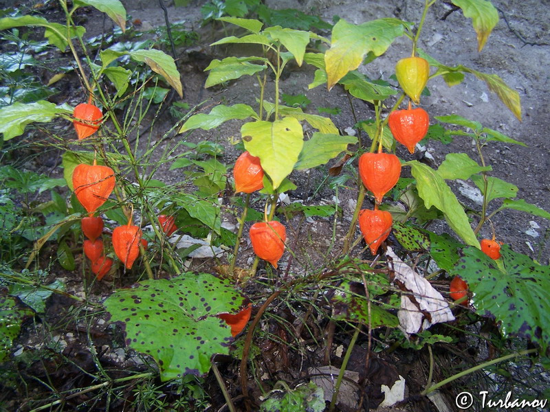 Изображение особи Alkekengi officinarum.