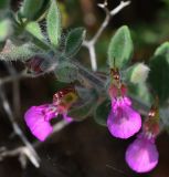 Teucrium divaricatum