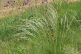 Stipa lessingiana. Цветущие растения. Ростовская обл., Неклиновский р-н, Троицкое с/п, балка. 18.05.2013.