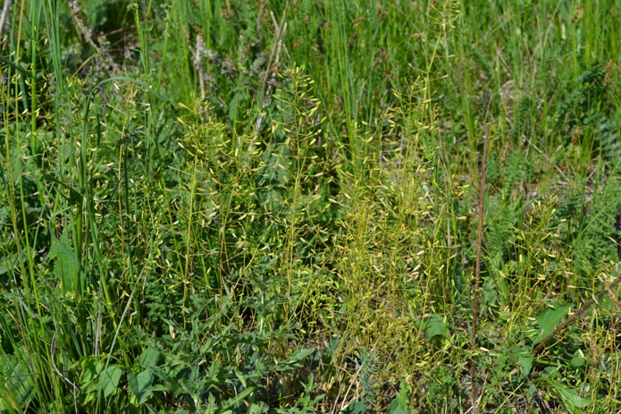 Image of Draba nemorosa specimen.