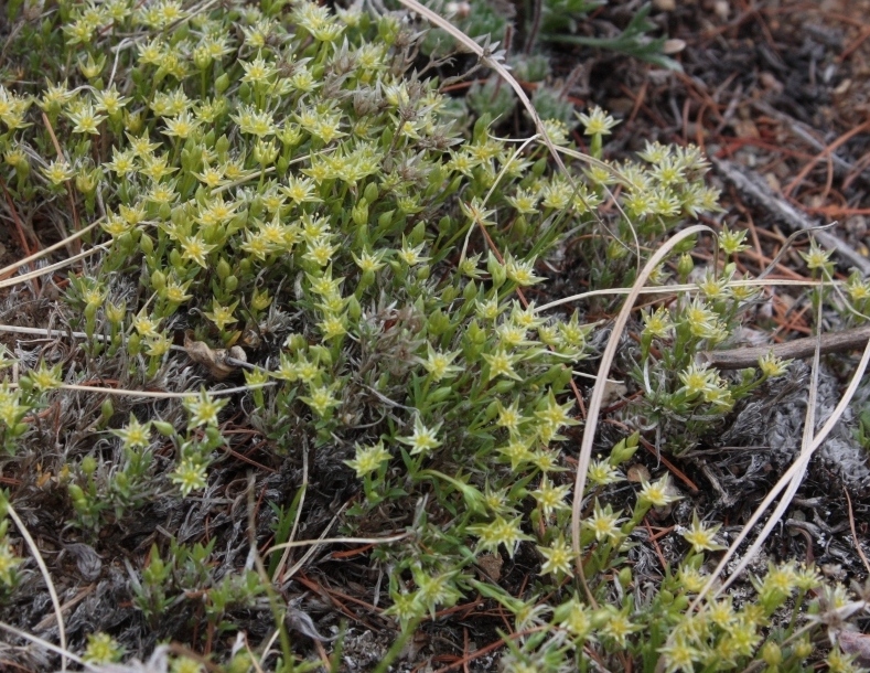 Изображение особи Adenonema cherleriae.