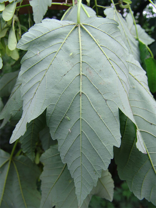 Image of Acer velutinum specimen.