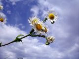 Erigeron annuus