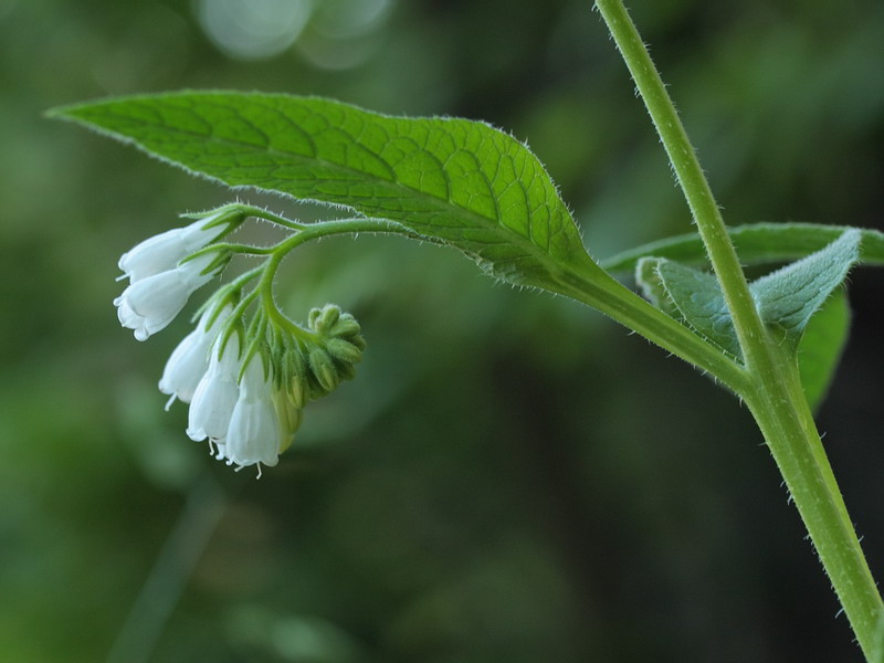 Image of Symphytum × uplandicum specimen.
