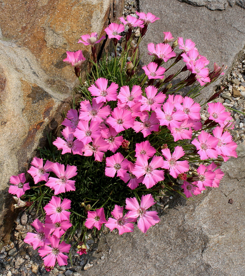 Image of Dianthus pavonius specimen.