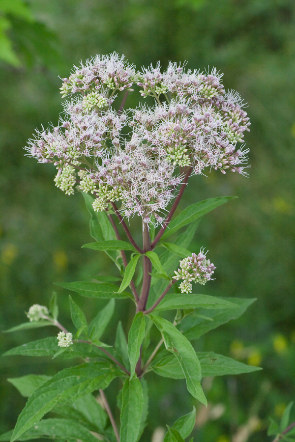 Image of Eupatorium cannabinum specimen.