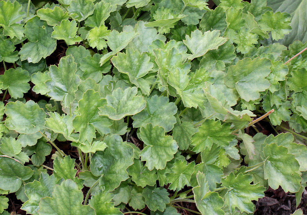 Image of Heuchera sanguinea specimen.