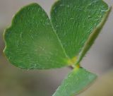 Marsilea aegyptiaca