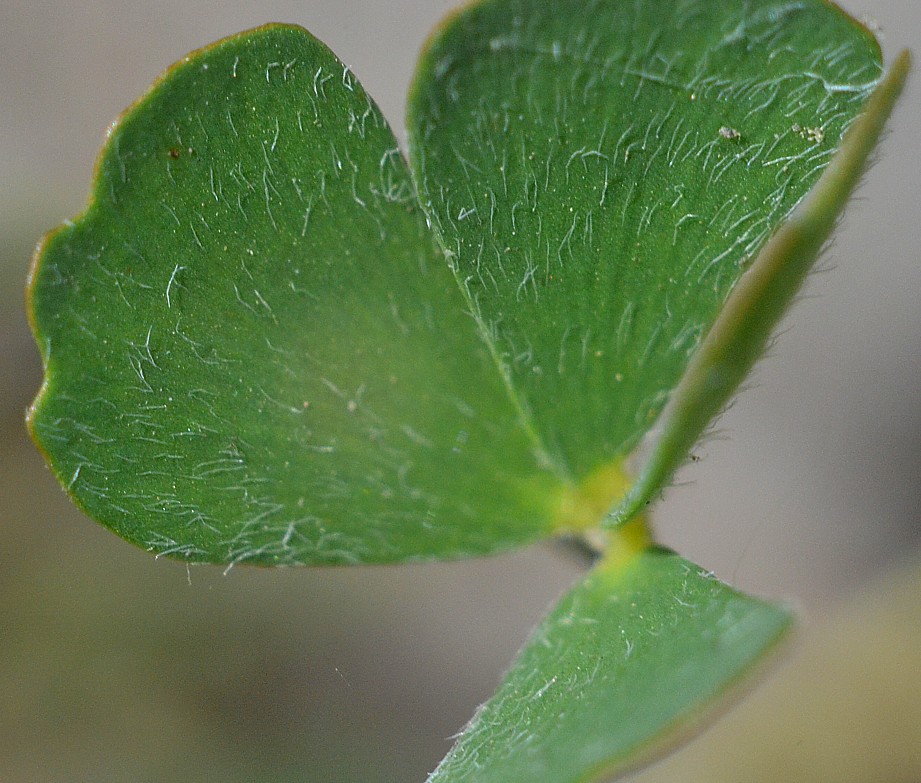 Изображение особи Marsilea aegyptiaca.