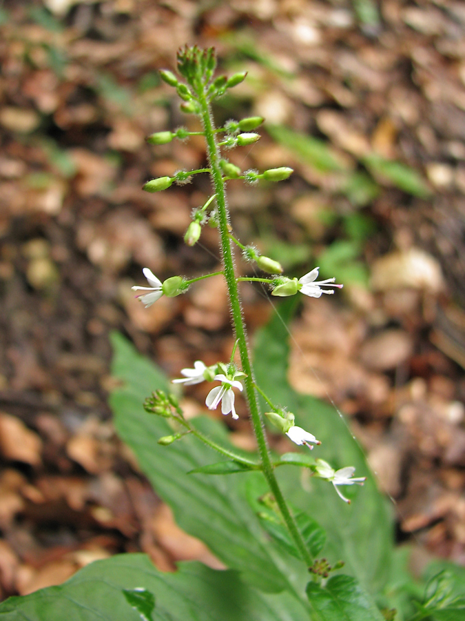 Изображение особи Circaea lutetiana.